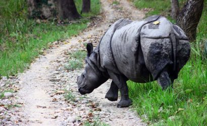 Chitwan-National-Park-Yarsa-Nepal